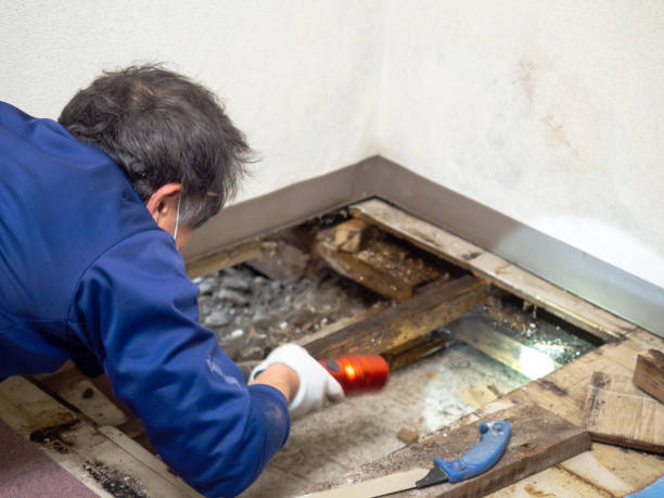 Best Residential Mold Remediation in Richmond, UT