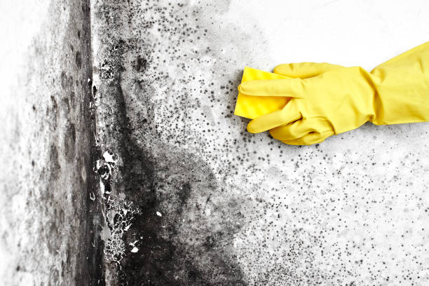 Best Mold Remediation for Specific Building Types in Richmond, UT