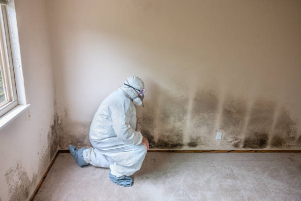 Best Bathroom Mold Remediation in Richmond, UT